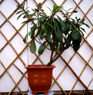 枇杷2-3年枇杷树苗 白沙 大五星 盆栽南方品种枇杷树苗