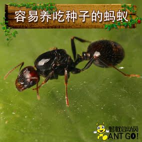 蚂蚁世界 打洞挖沙 容易养的品种 pheidole yeensis 伊大头蚁
