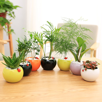 泛思花鸟/桌面多肉植物迷你盆栽微型盆景实惠陶瓷花盆有孔满包邮