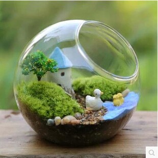 盆景 多肉植物玻璃花盆盆景 微景观斜口玻璃圆球 仰望星空系列玻璃球