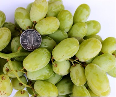 新鲜水果 新疆青提 提子马奶葡萄无籽提 4斤装 江浙沪皖顺丰包邮