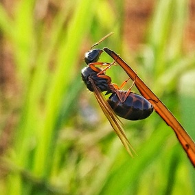 宠物蚂蚁工坊 生日礼物 camponotus pseudoirritans 拟光腹弓背蚁