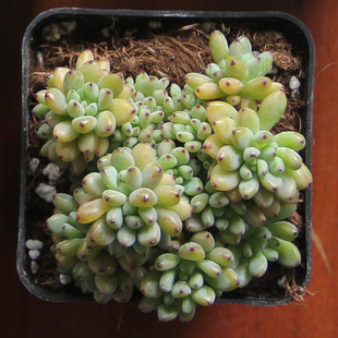 进口多肉植物黑莓多头群生老桩黑梅黑豆一物一拍爱萌多肉2月9实拍