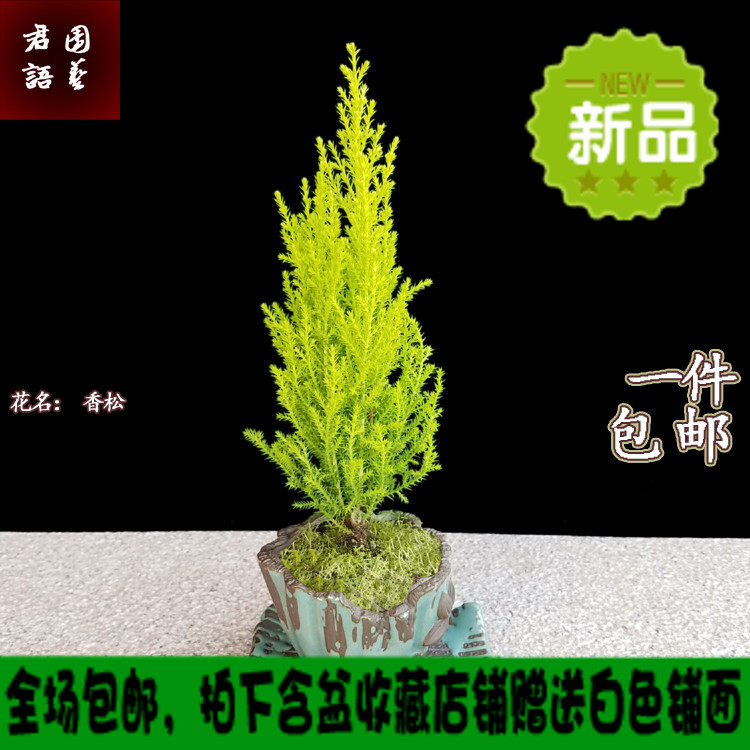 香松植物百科,香松植物,松科松属植物_大山谷图库