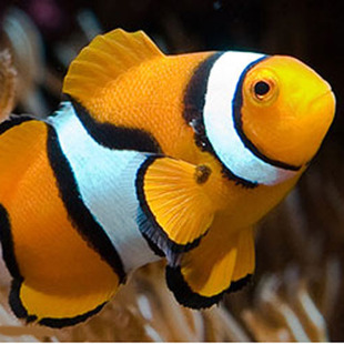 小丑鱼海水农场公子活体批发黑背心黑公子毕加索黑雪印包活发快递