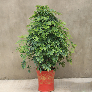绿植花卉 鹅掌柴七叶莲大型除甲醛植物包邮 鸭脚木鸭掌木盆栽 市场价