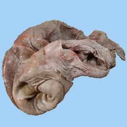 湖北大洪山野猪肚特价销售268元/500g,绝对正宗!不要错过时机!