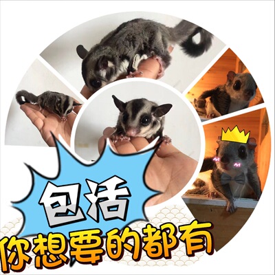 西班牙睡鼠活体微型龙猫拇指松鼠活体宠物幼崽链接包邮送运输笼