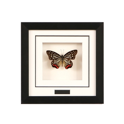 慕白蝴蝶标本装饰画客厅真蝴蝶昆虫标本立体相框工艺品礼品7寸方